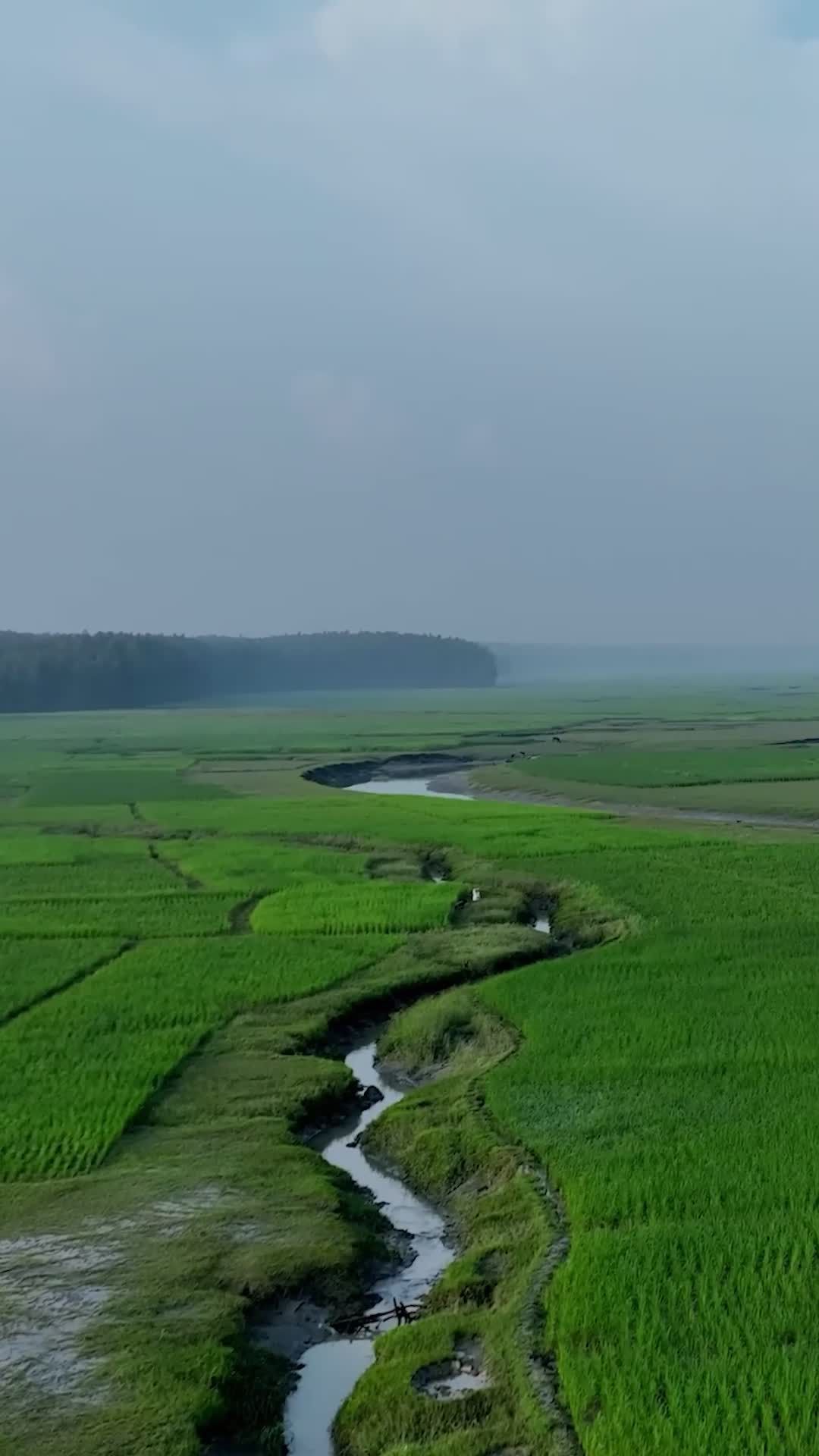 Panoramic View of Lush Green Fields in Bangladesh Free Stock Video ...