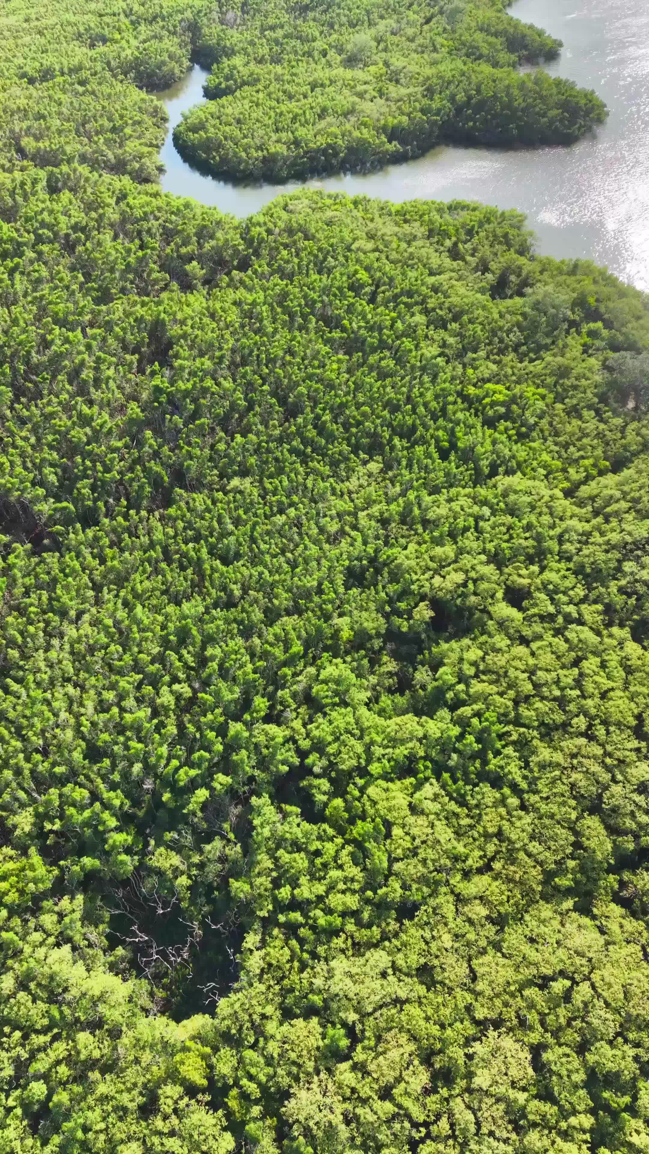 Aerial Drone View of Lush Green Wilderness Free Stock Video Footage ...