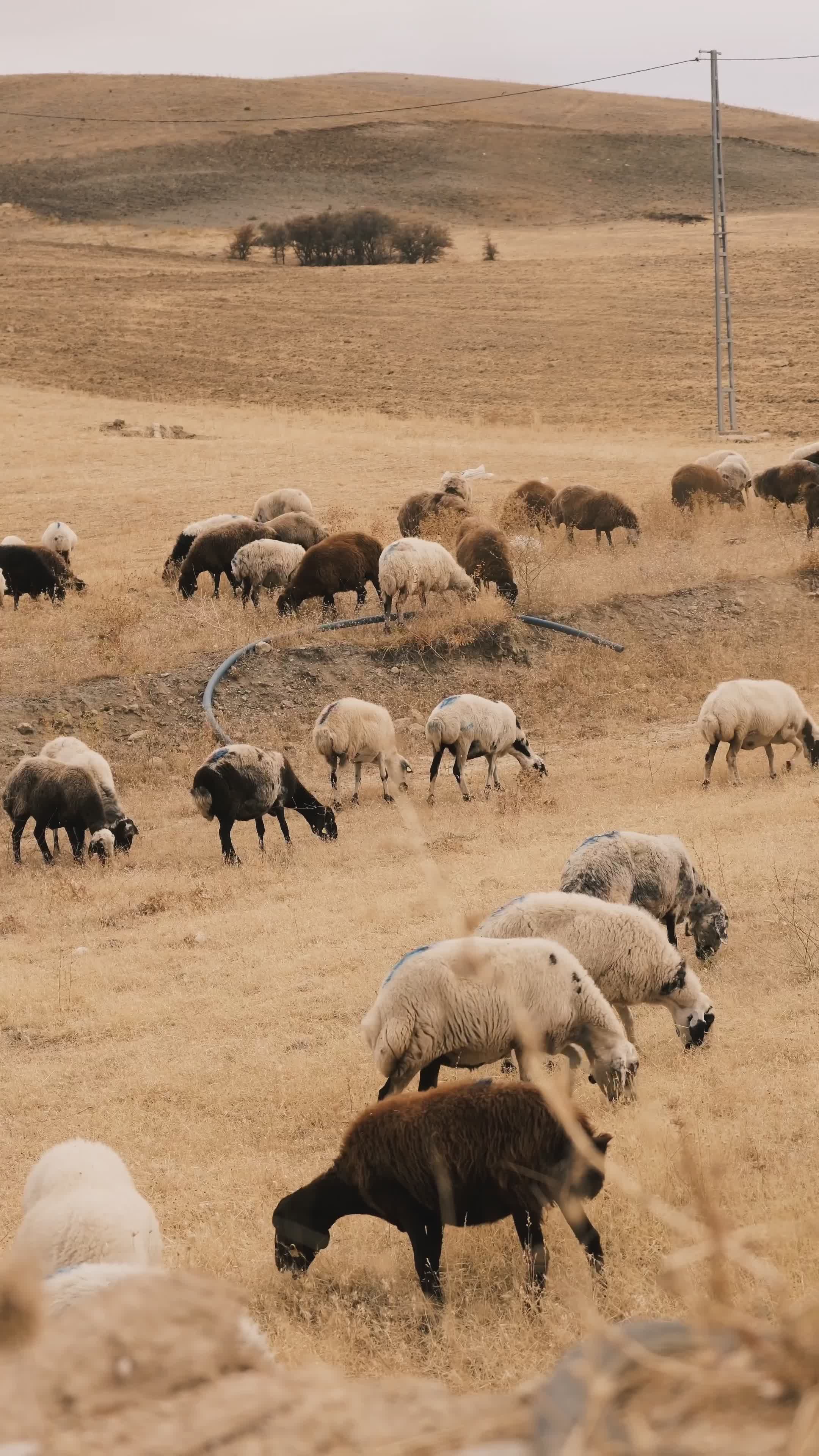 Pastoral Sheep Grazing in Serene Countryside Free Stock Video Footage ...