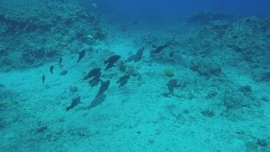 serene underwater scene with tropical fish school
