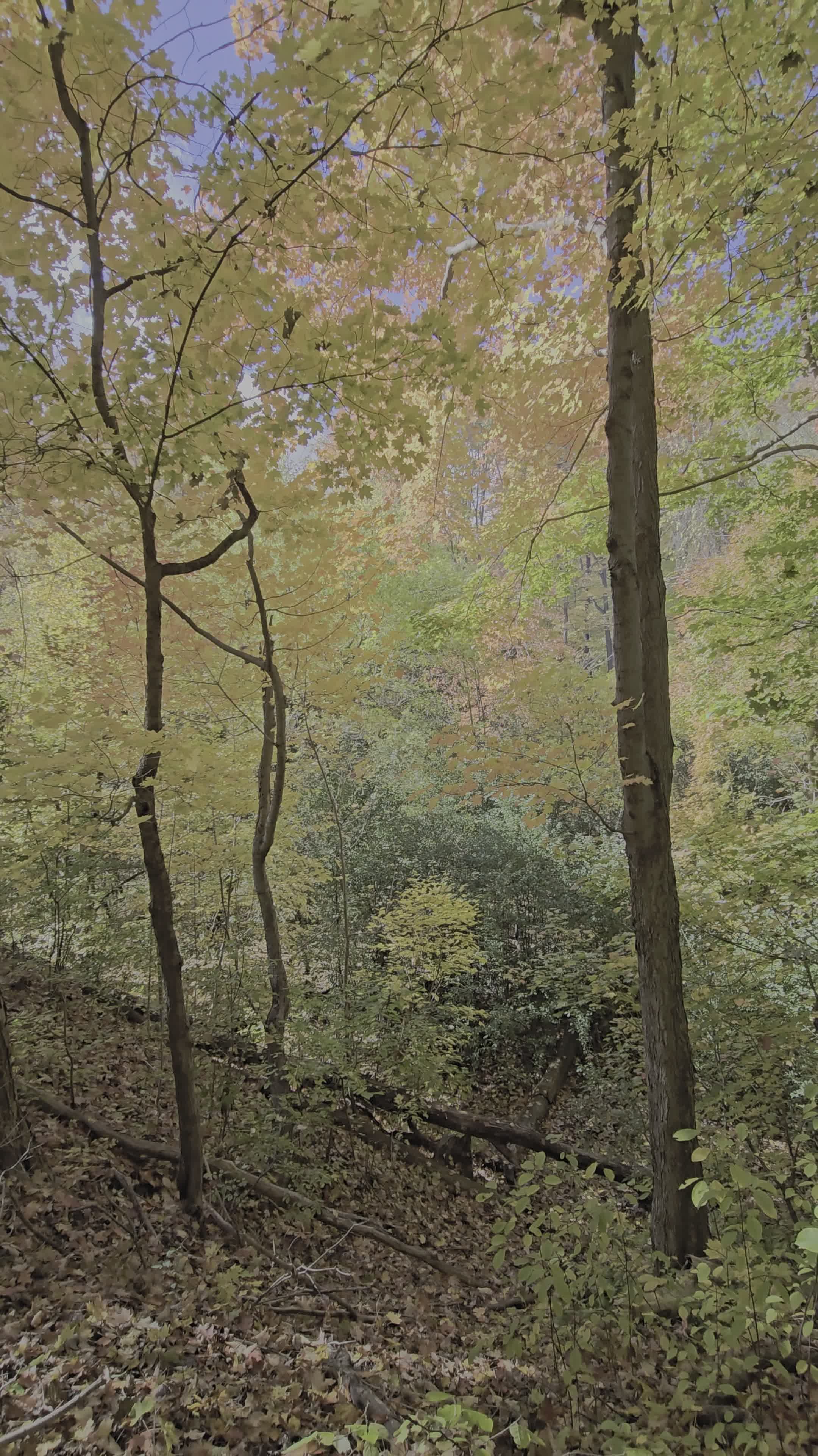 Tranquil Autumn Forest Scene in Daylight Free Stock Video Footage ...
