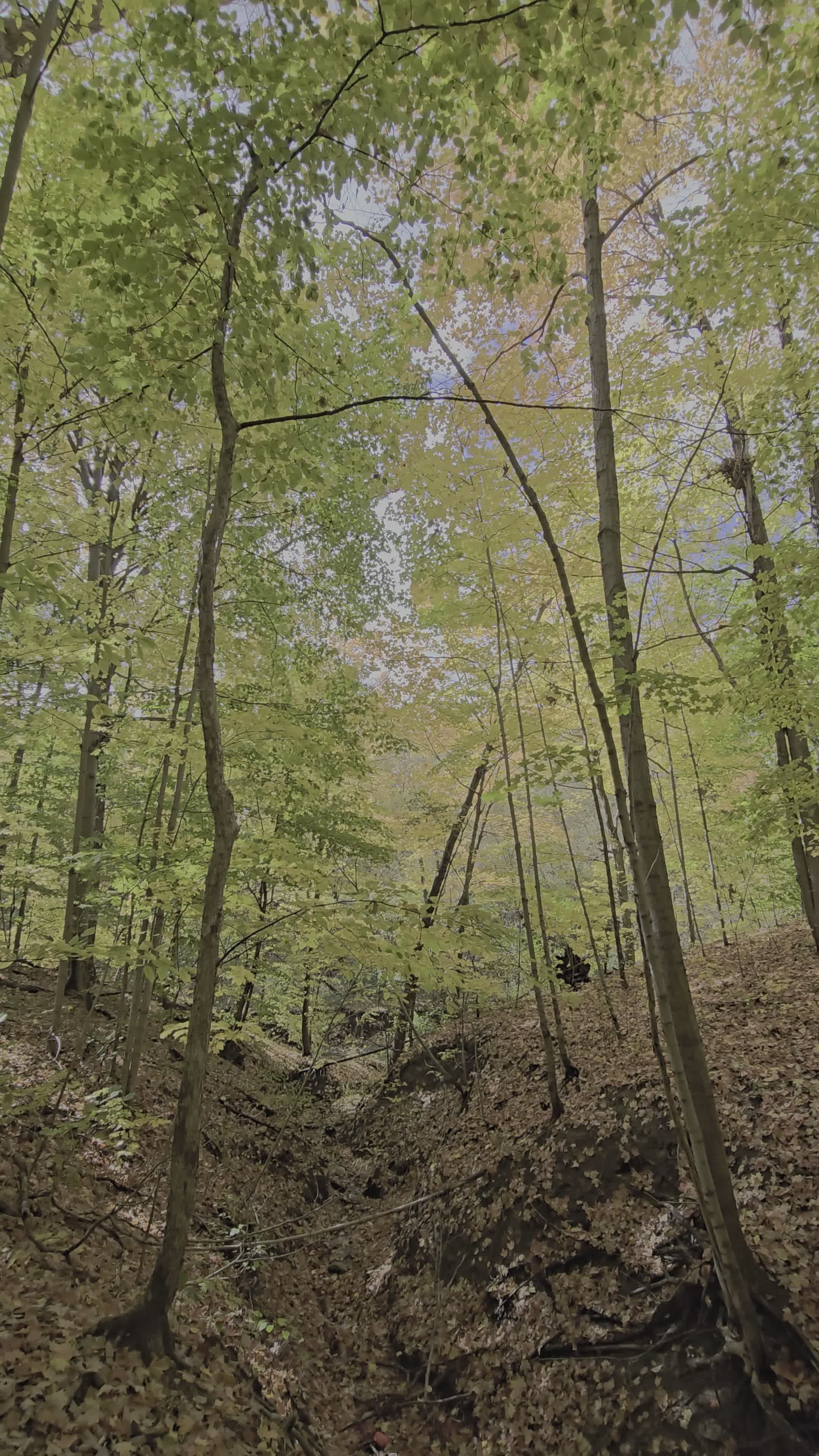 Lush Spring Forest with Tall Trees and Greenery Free Stock Video ...