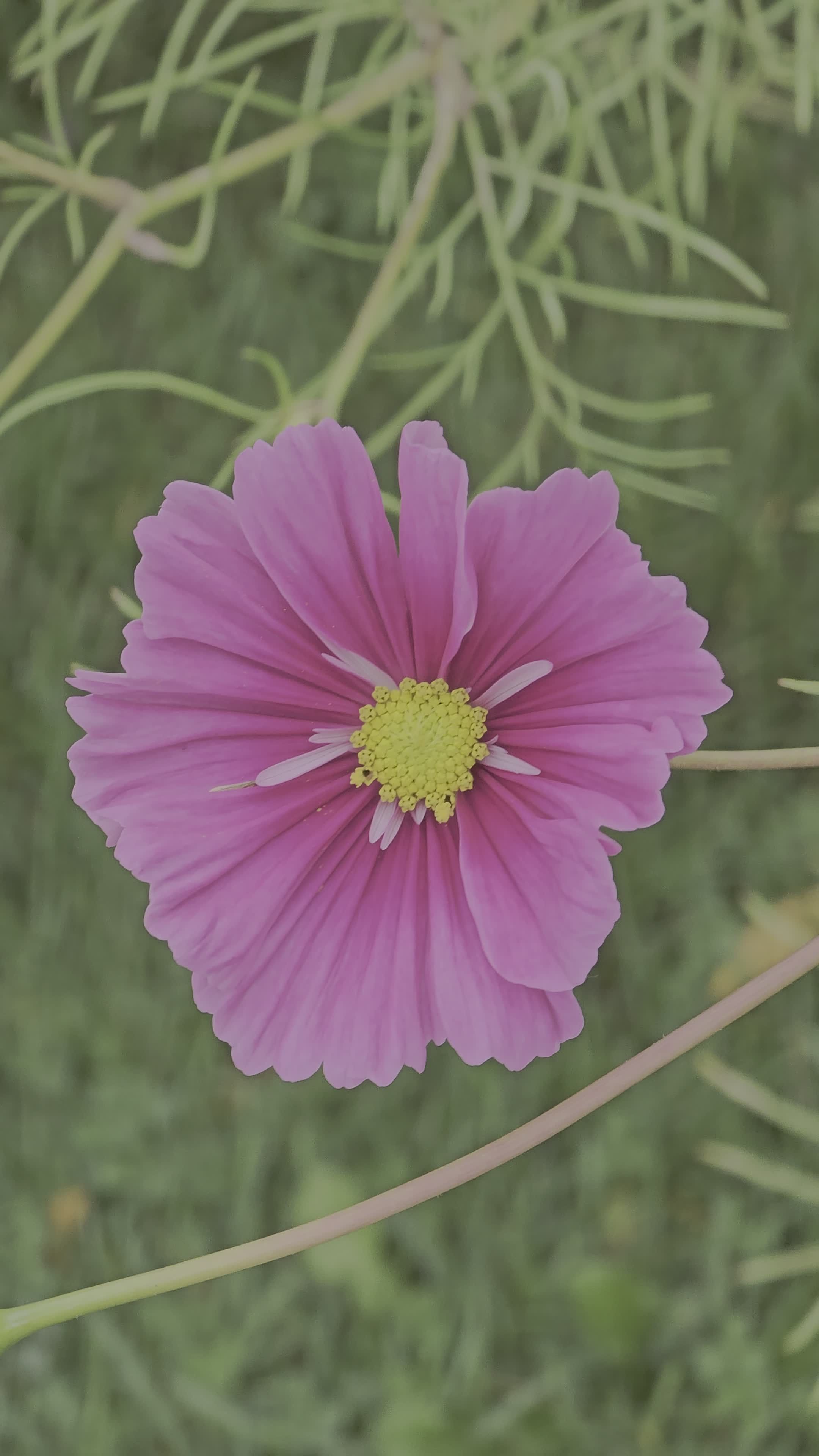 Close-Up of Vibrant Cosmos Flower in Bloom Free Stock Video Footage ...