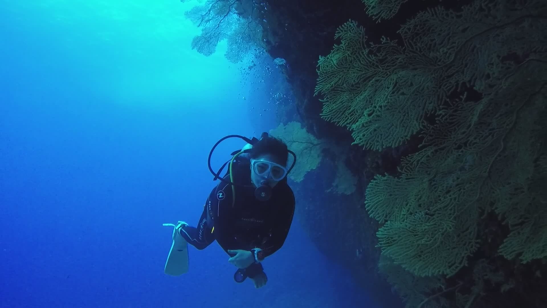 Scuba Diver Exploring Vibrant Coral Reef Free Stock Video Footage ...