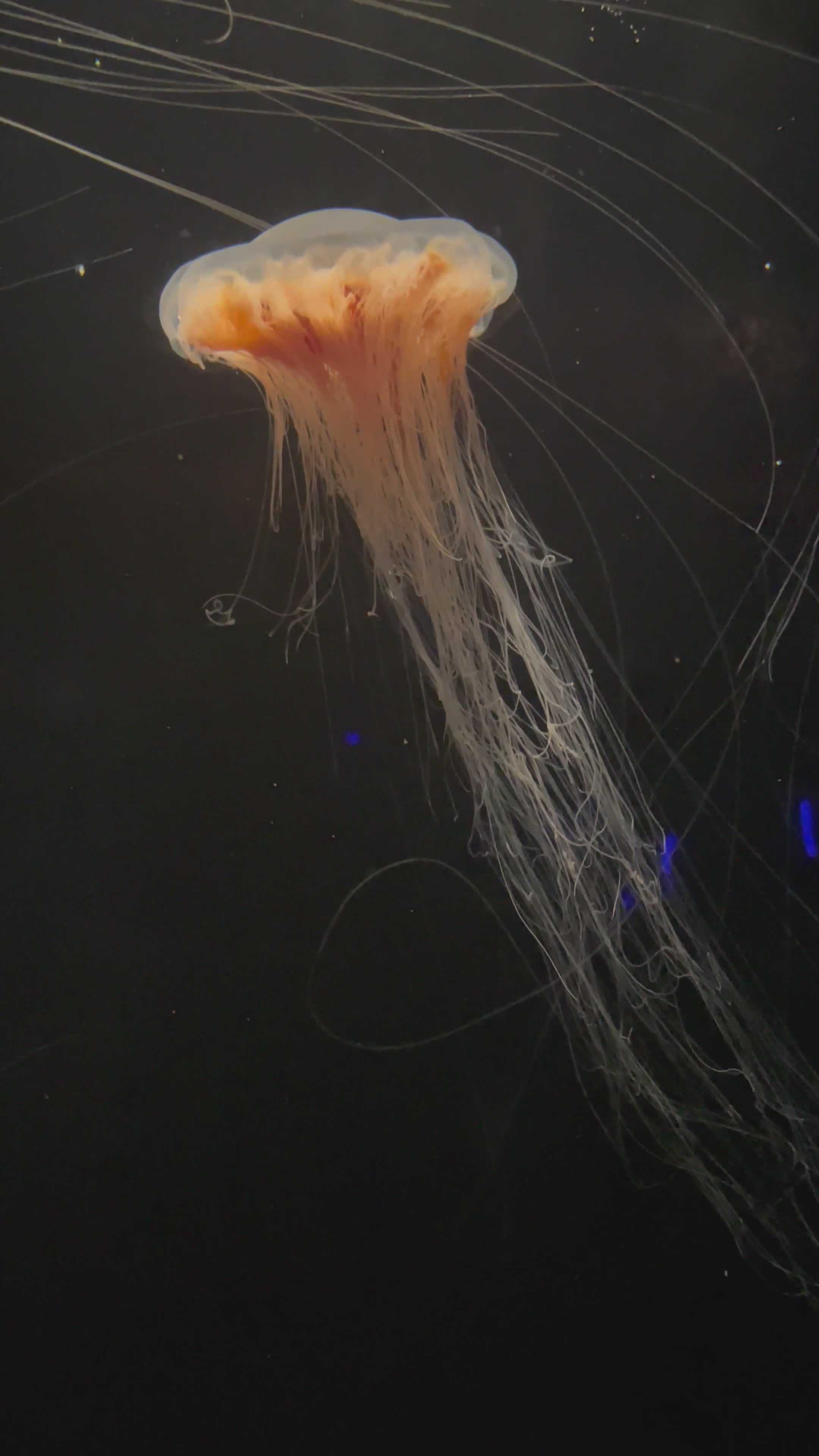 Graceful Jellyfish in Deep Ocean Waters Free Stock Video Footage ...