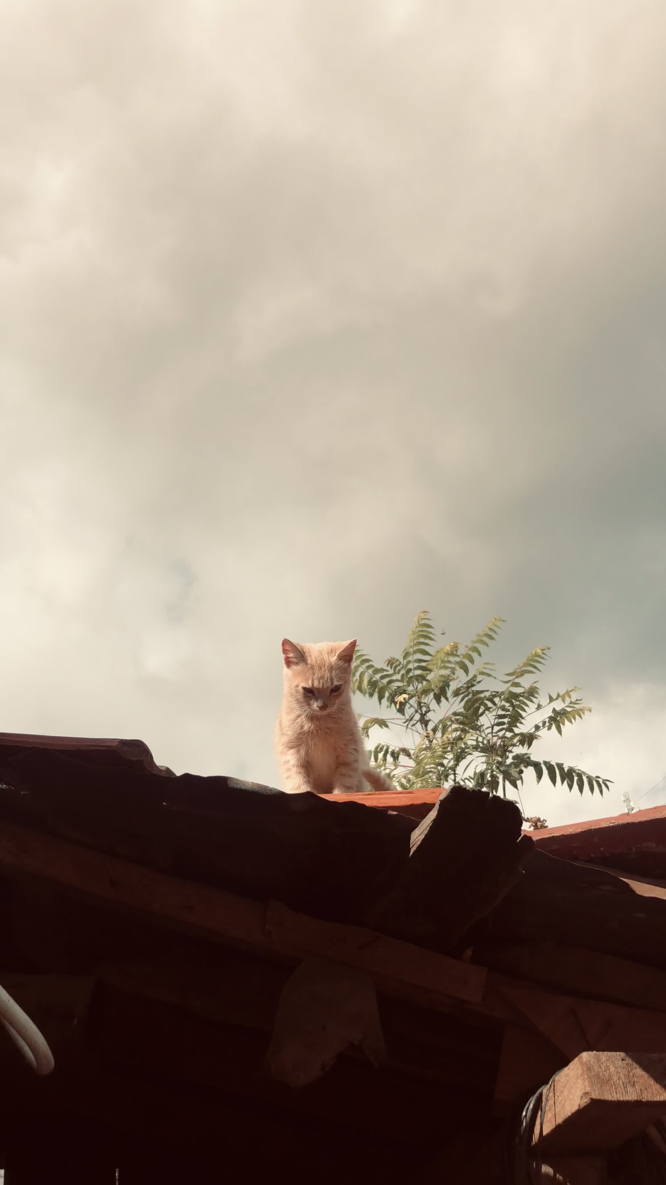 Cute Cat Sitting on a Rooftop Under Cloudy Sky Free Stock Video Footage ...