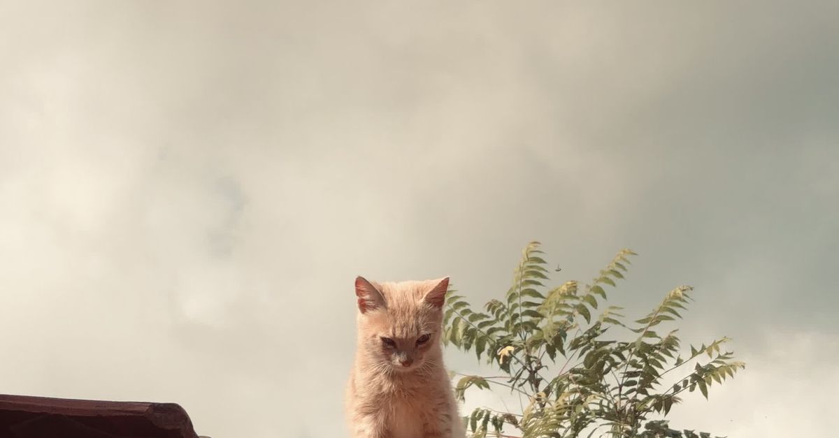 Cute Cat Sitting on a Rooftop Under Cloudy Sky Free Stock Video Footage ...