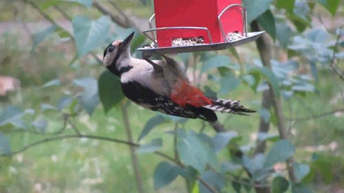 A Woodpecker Perched And Eating On A Bird Food Dispenser Hanging By A Tree Plant