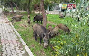 wild boars grazing near urban area