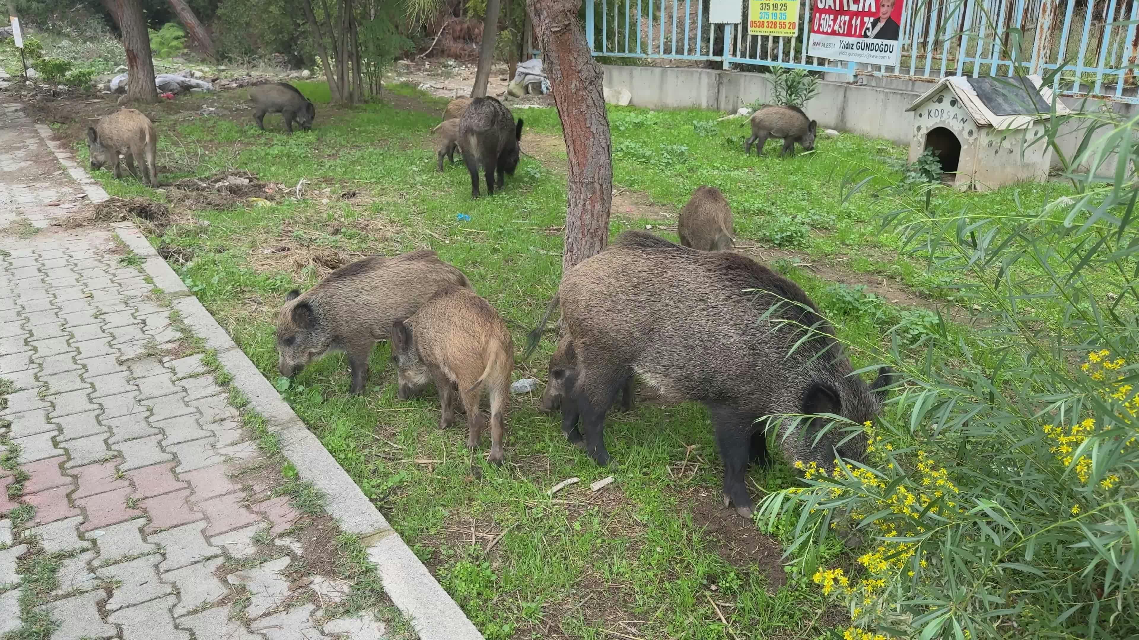 Video by Doğan Alpaslan  Demir