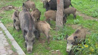 wild boar family grazing in green park