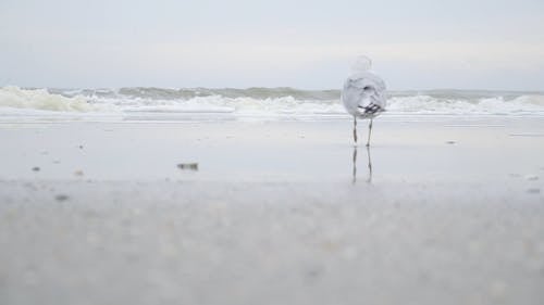 海岸の水鳥