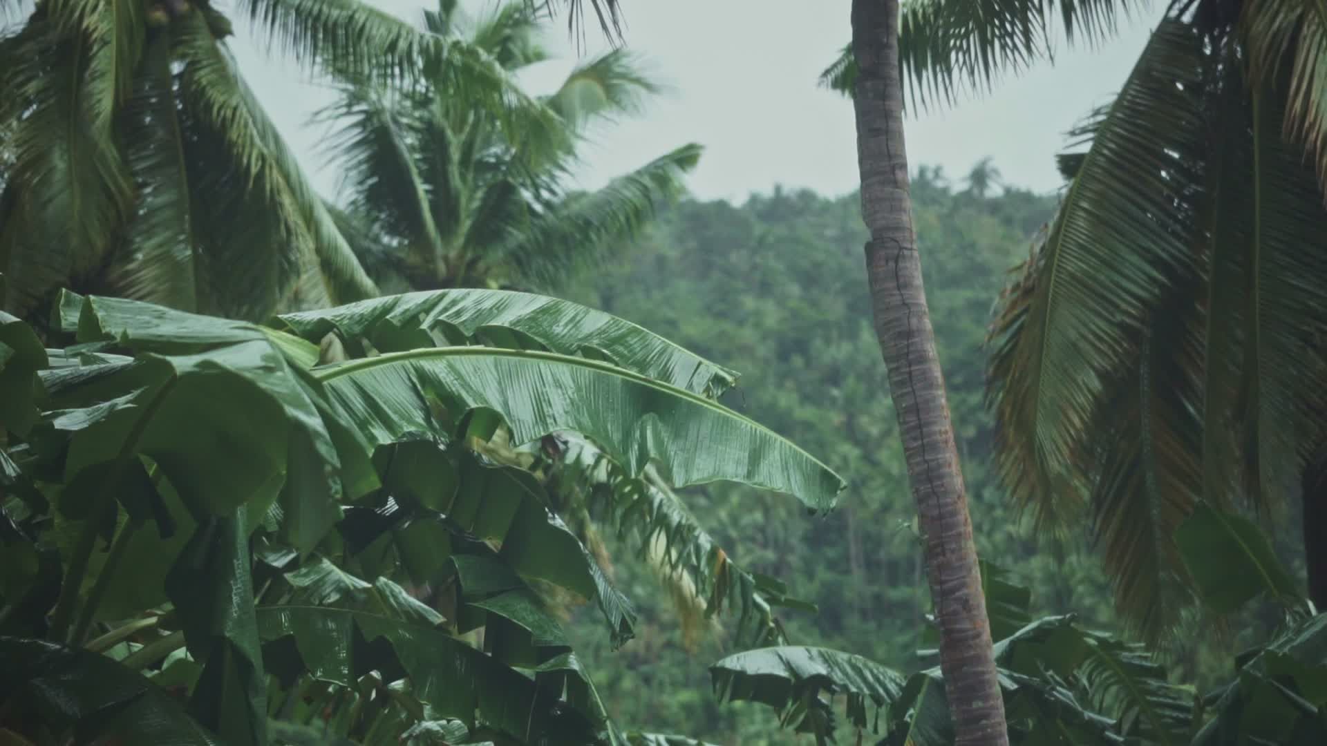 Lush Tropical Jungle with Palm Trees and Greenery Free Stock Video ...