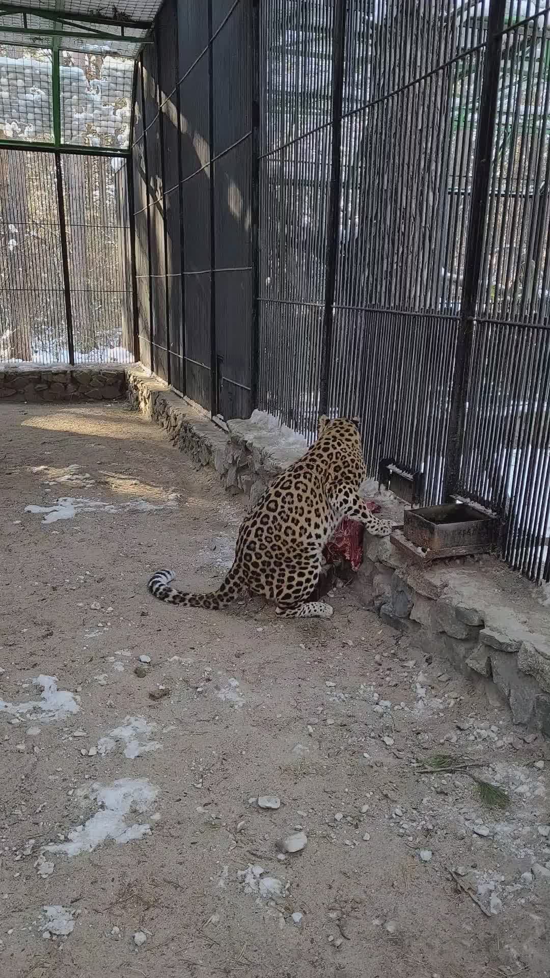 Leopard in Enclosure Eating Raw Meat Free Stock Video Footage, Royalty ...