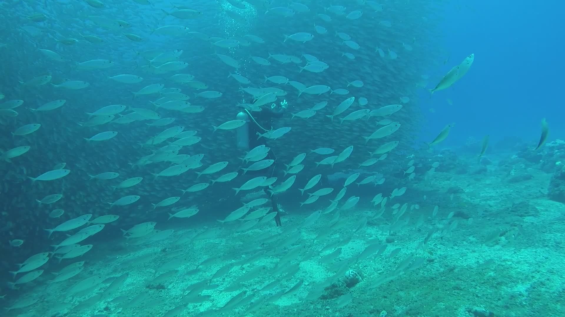 Scuba Diver Amidst a School of Fish Underwater Free Stock Video Footage ...