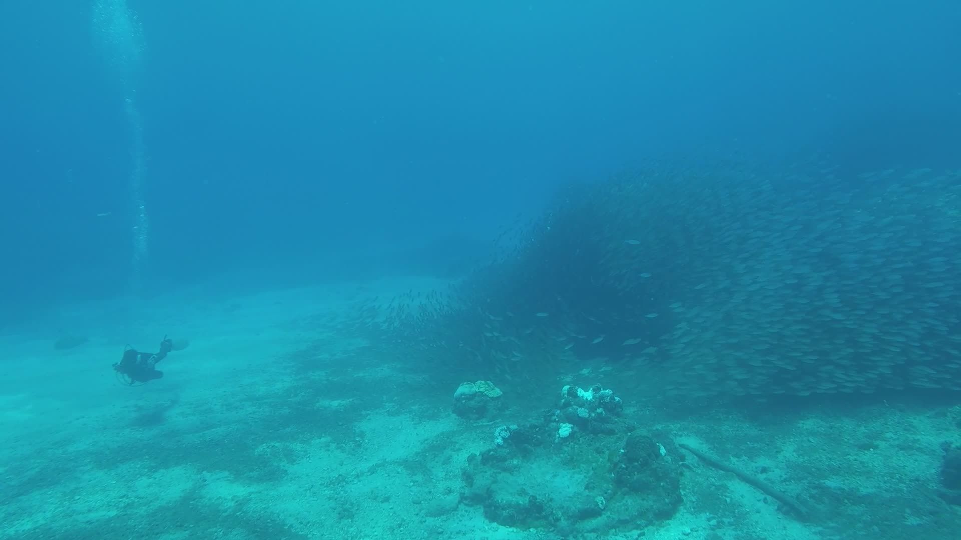 Underwater Diver with School of Fish Free Stock Video Footage, Royalty ...