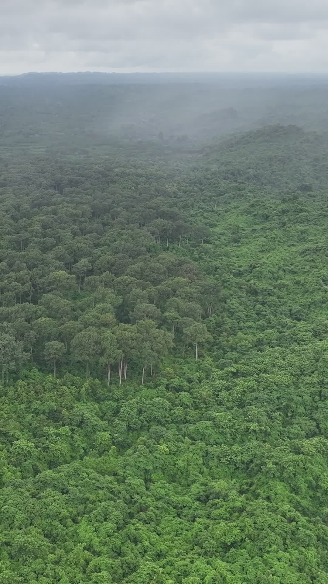 Serene Aerial View of Lush Bangladeshi Forest Free Stock Video Footage ...