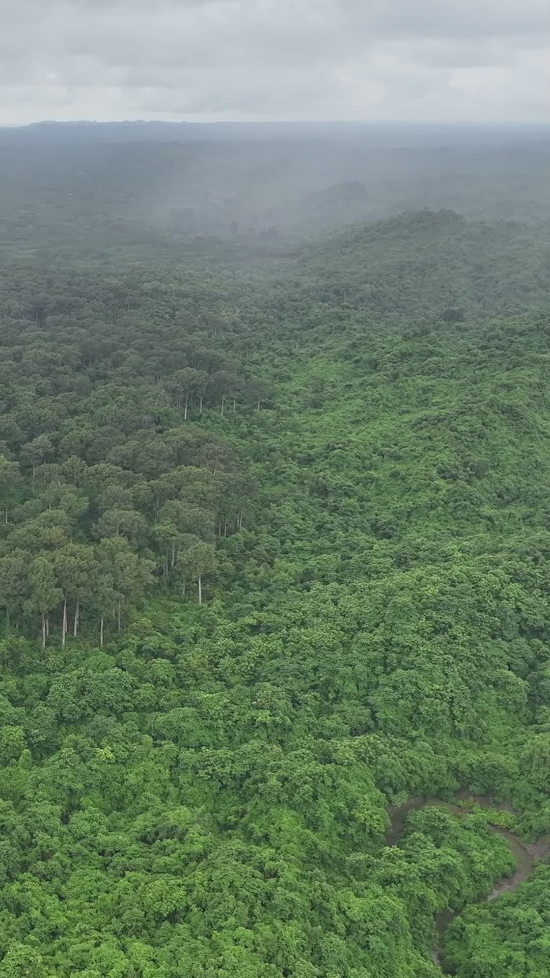 Serene Aerial View of Lush Bangladeshi Forest Free Stock Video Footage ...