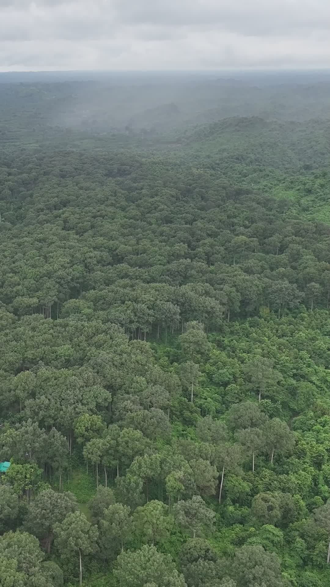 Serene Aerial View of Lush Bangladeshi Forest Free Stock Video Footage ...