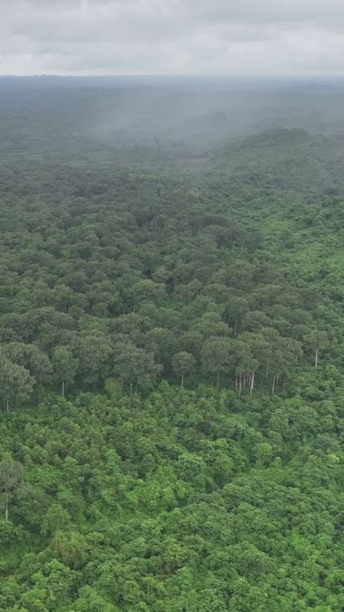 Serene Aerial View of Lush Bangladeshi Forest Free Stock Video Footage ...