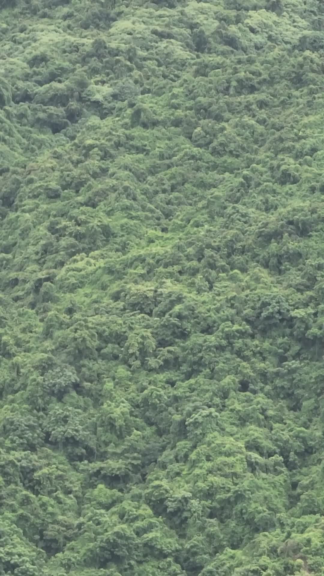 Aerial View of Lush Green Forest in Bangladesh Free Stock Video Footage ...