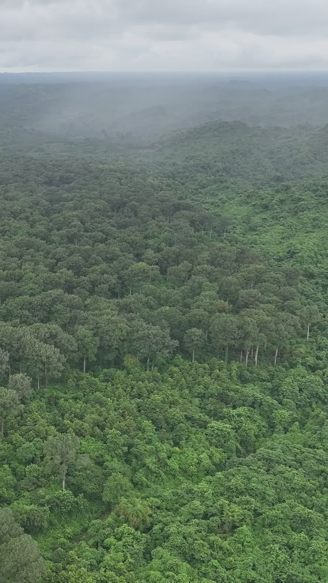 Serene Aerial View of Lush Bangladeshi Forest Free Stock Video Footage ...
