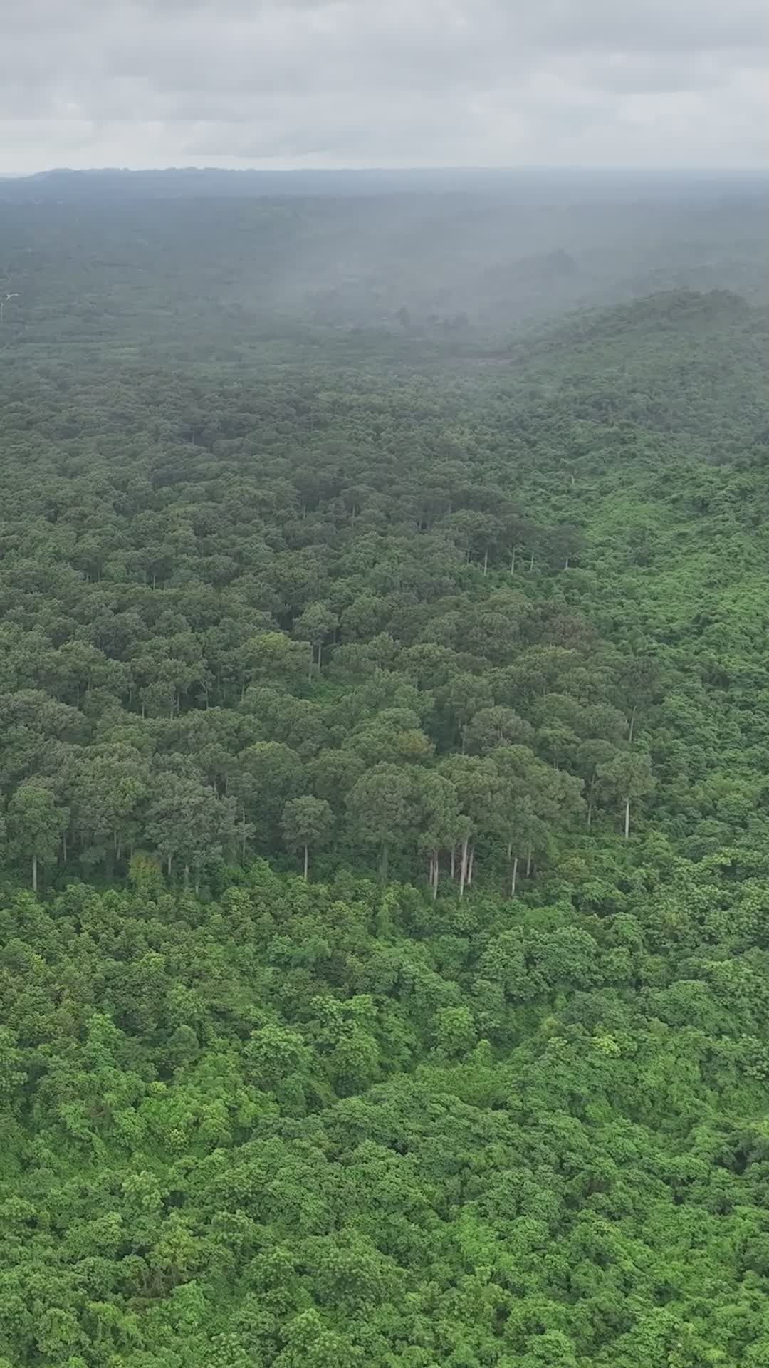 aerial view of lush green forest canopy 34427730 — free pexels stock footage