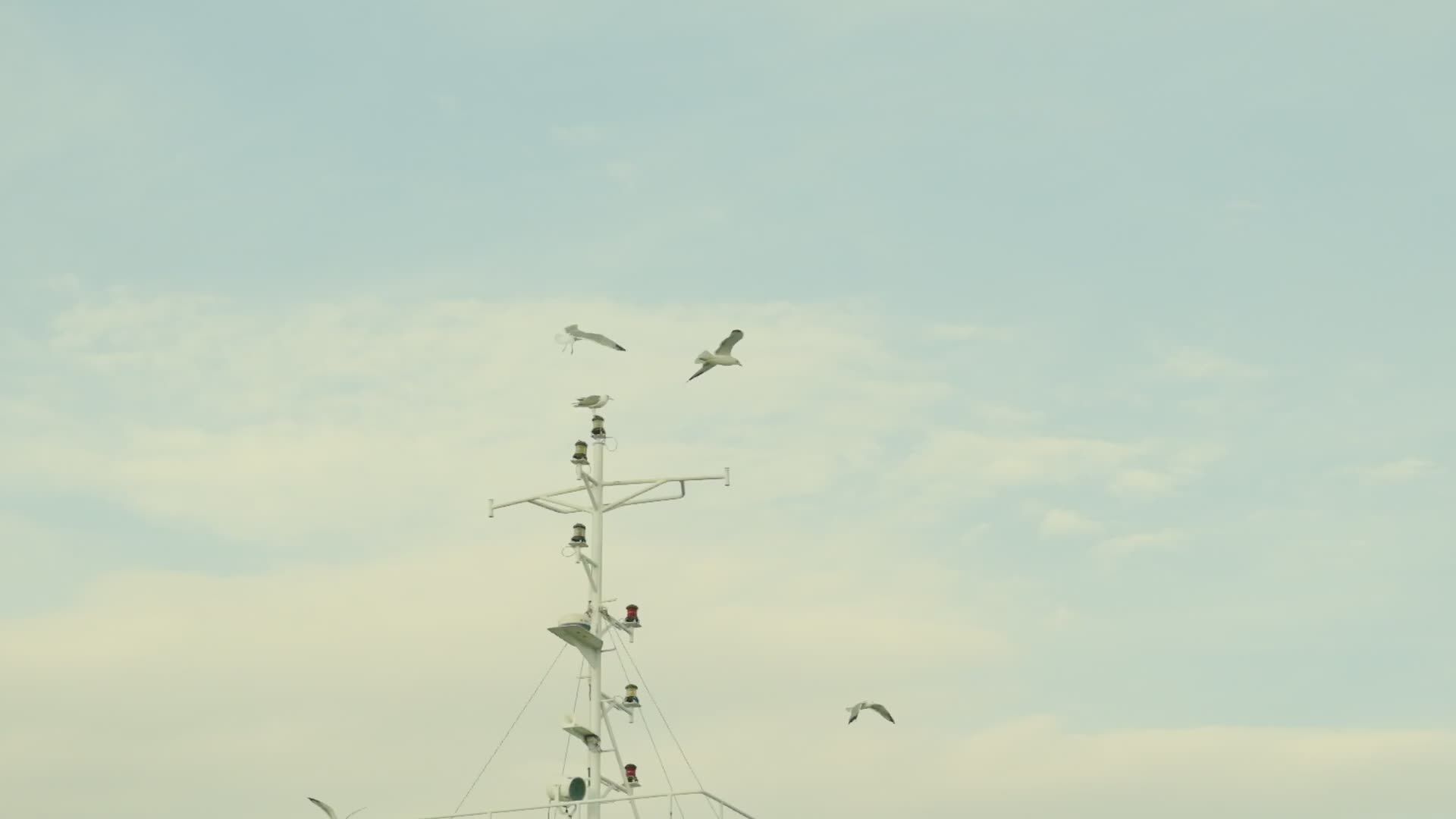 Flock of Seagulls Flying Around Ship's Mast at Sea Free Stock Video ...