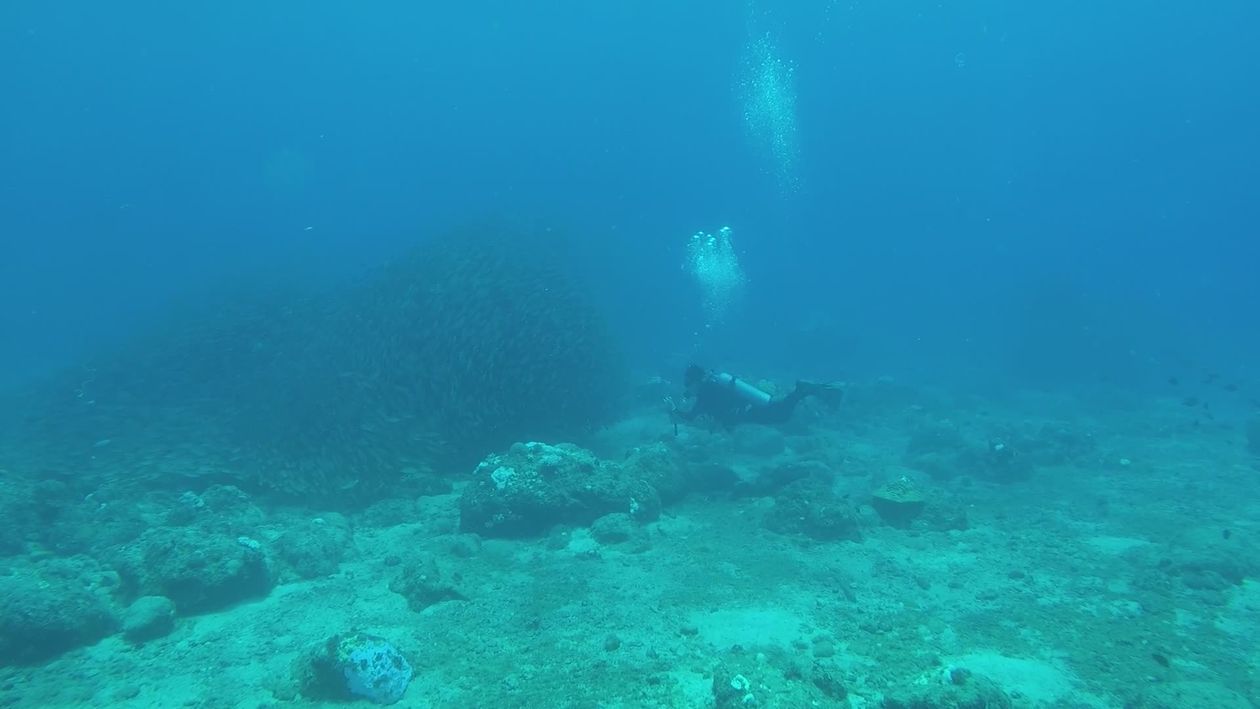 Scuba Diver Exploring Vibrant Coral Reef Free Stock Video Footage ...