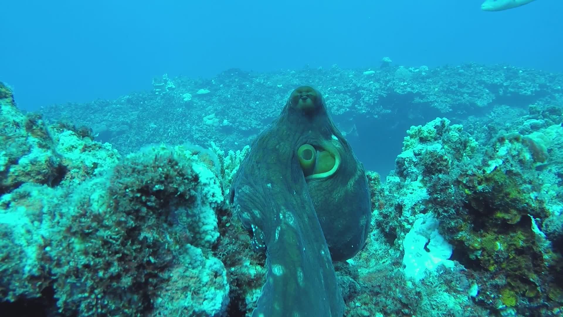 Vibrant Octopus Amongst Coral Reefs Free Stock Video Footage, Royalty ...