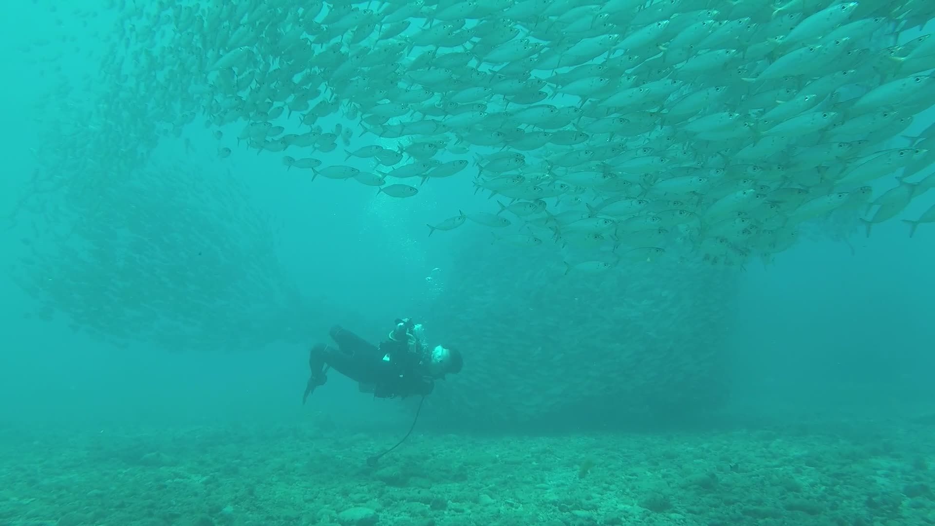 Scuba Diver Amidst Swirling Fish School Free Stock Video Footage ...