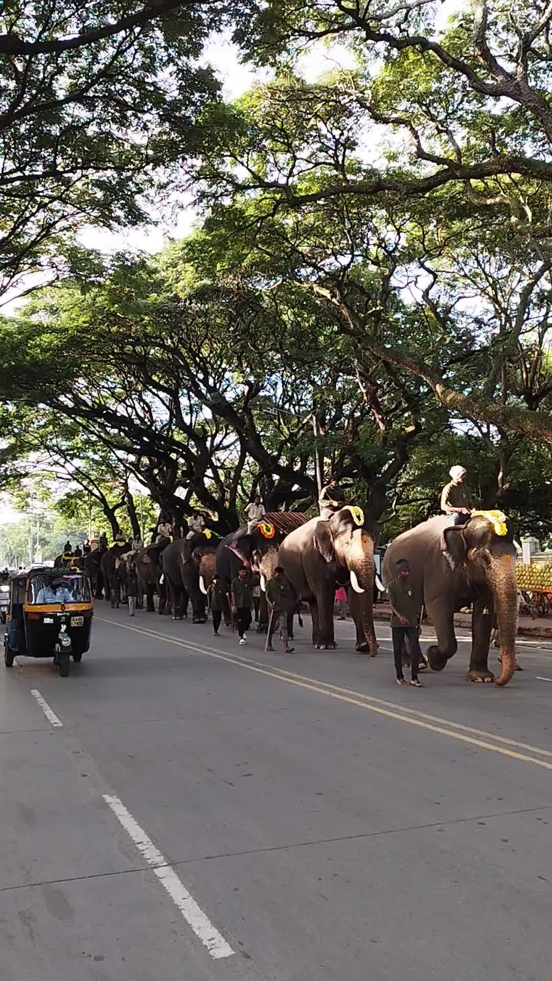 Majestic Elephant Procession at Mysuru Festival Free Stock Video ...