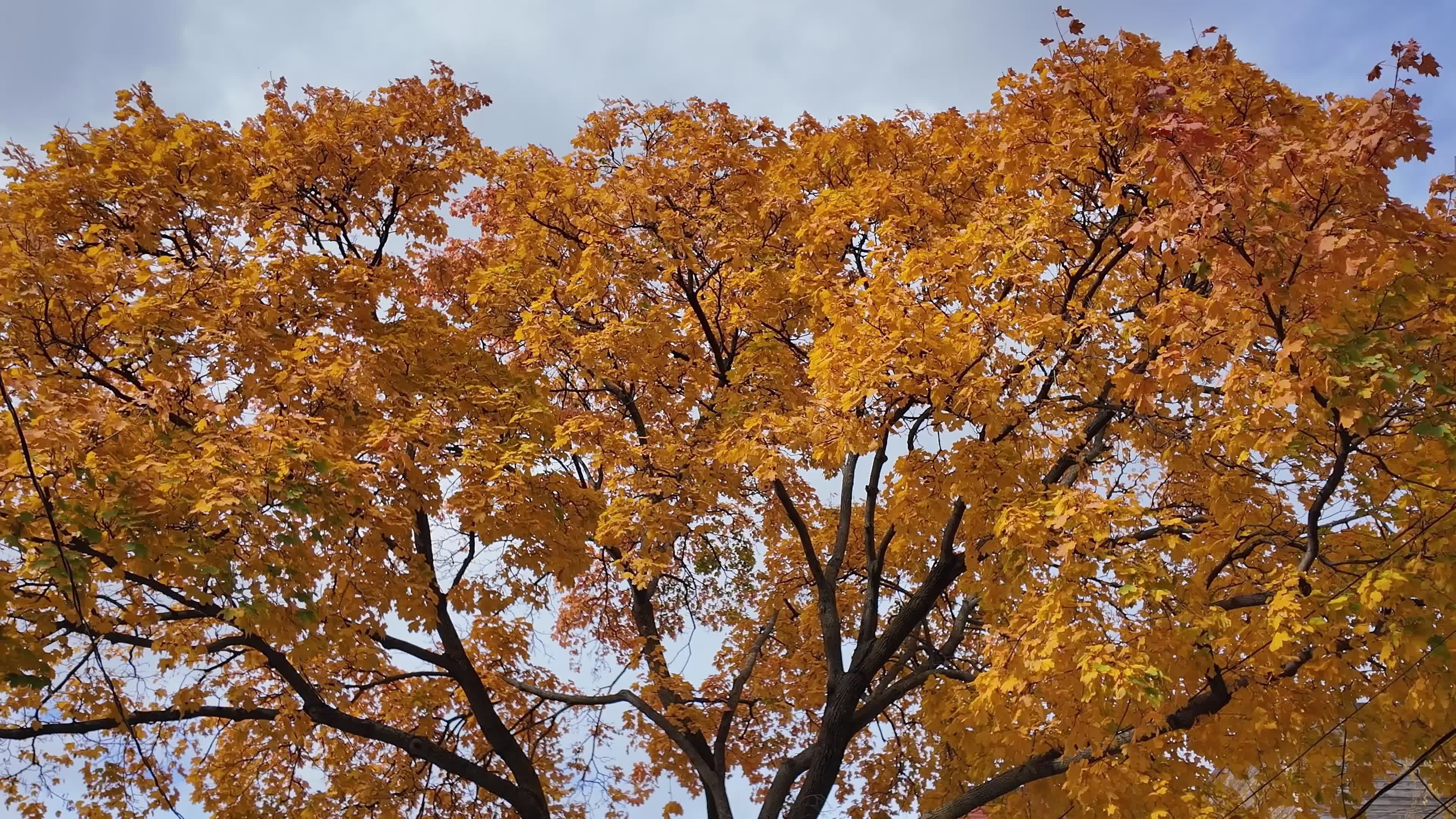 Vibrant Fall Foliage of Maple Trees Free Stock Video Footage, Royalty ...