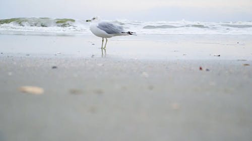 Burung Camar Di Pantai