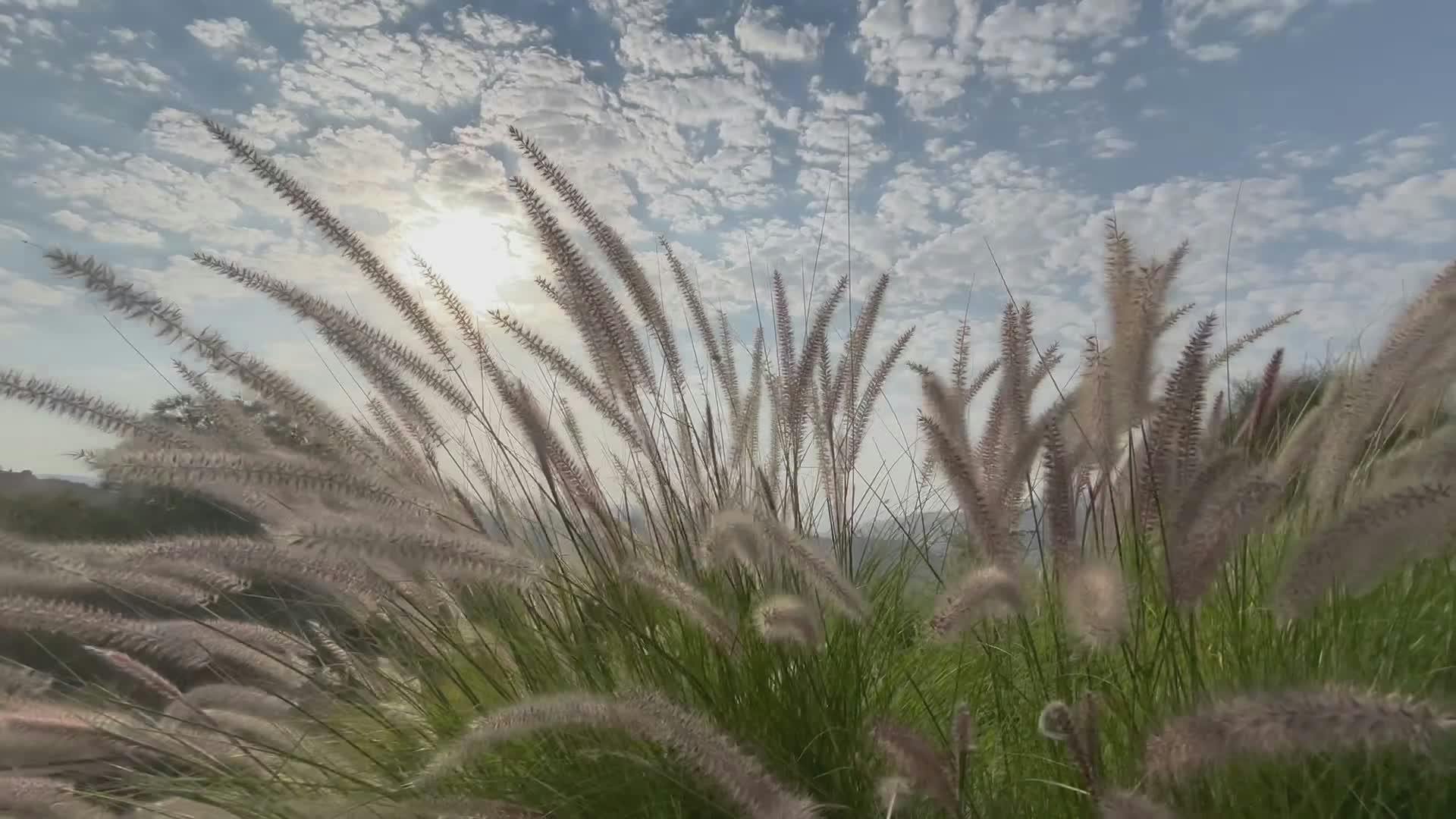 Video by Mohammad Kheir