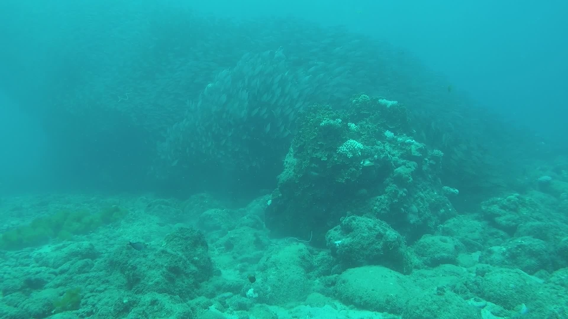 Vibrant Underwater Scene with Fish School Free Stock Video Footage ...