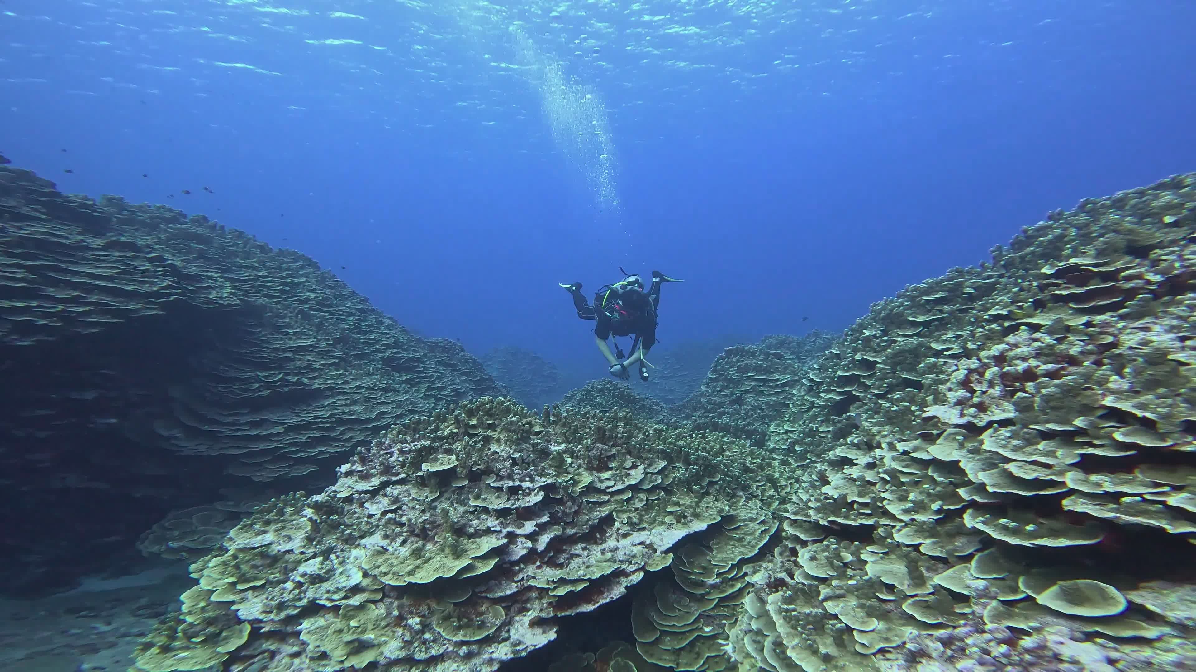 Diver Exploring Vibrant Coral Reef Underwater Free Stock Video Footage ...