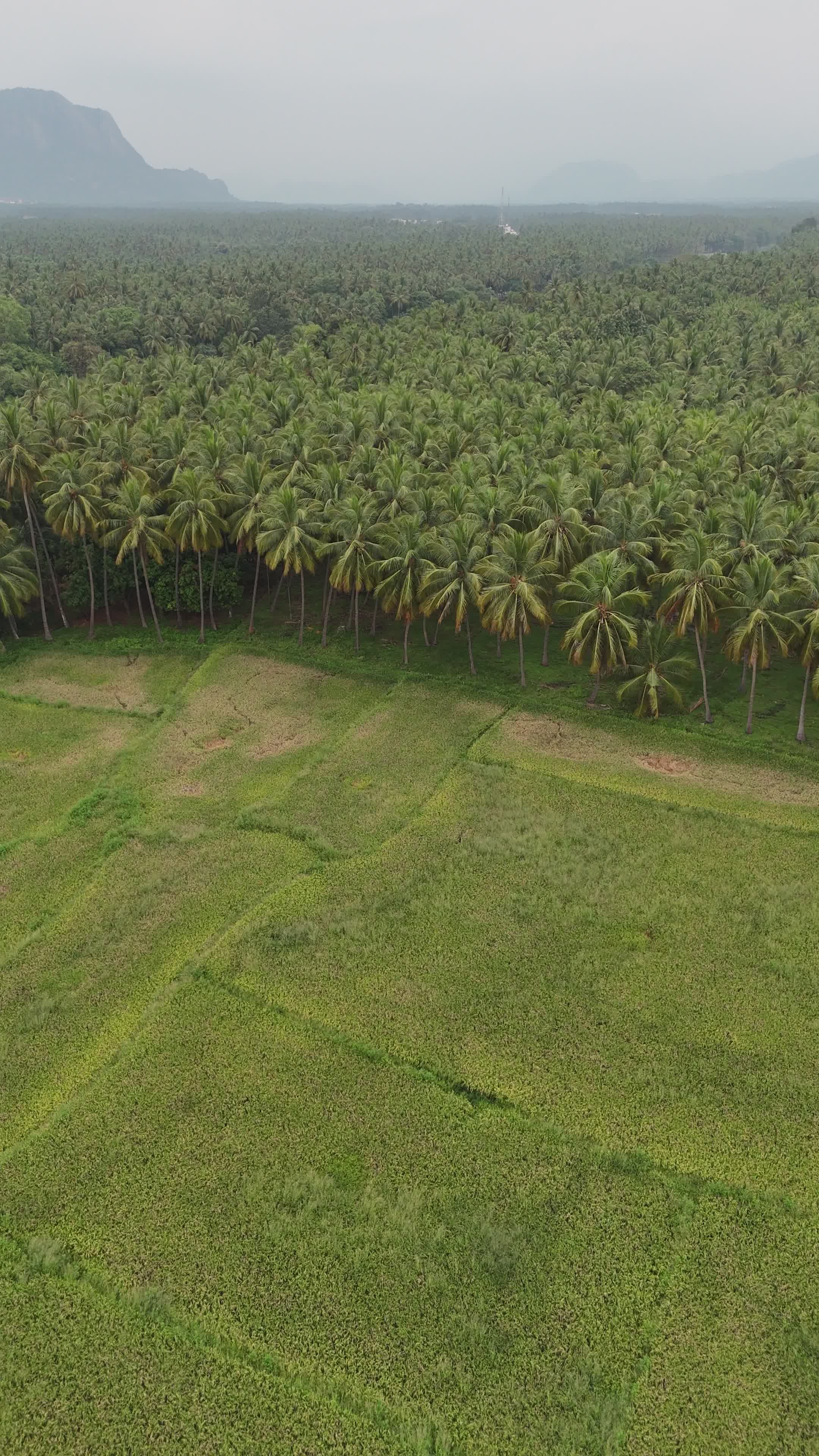 Lush Tropical Forest Aerial View in Mist Free Stock Video Footage ...