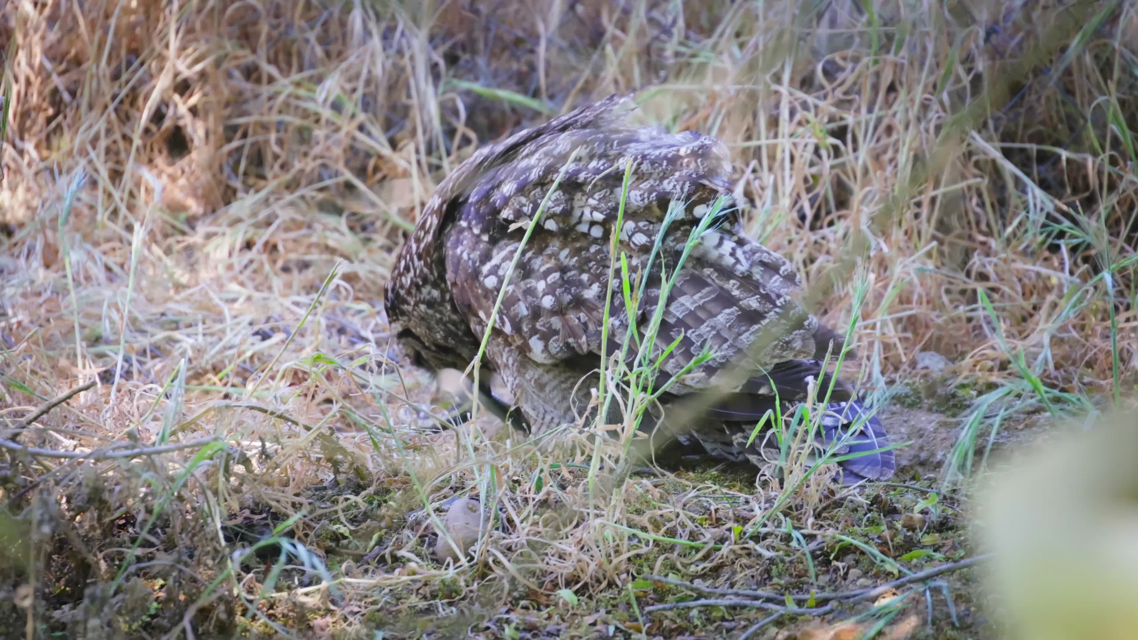 Owl Hunting Prey in Natural Habitat Free Stock Video Footage, Royalty ...
