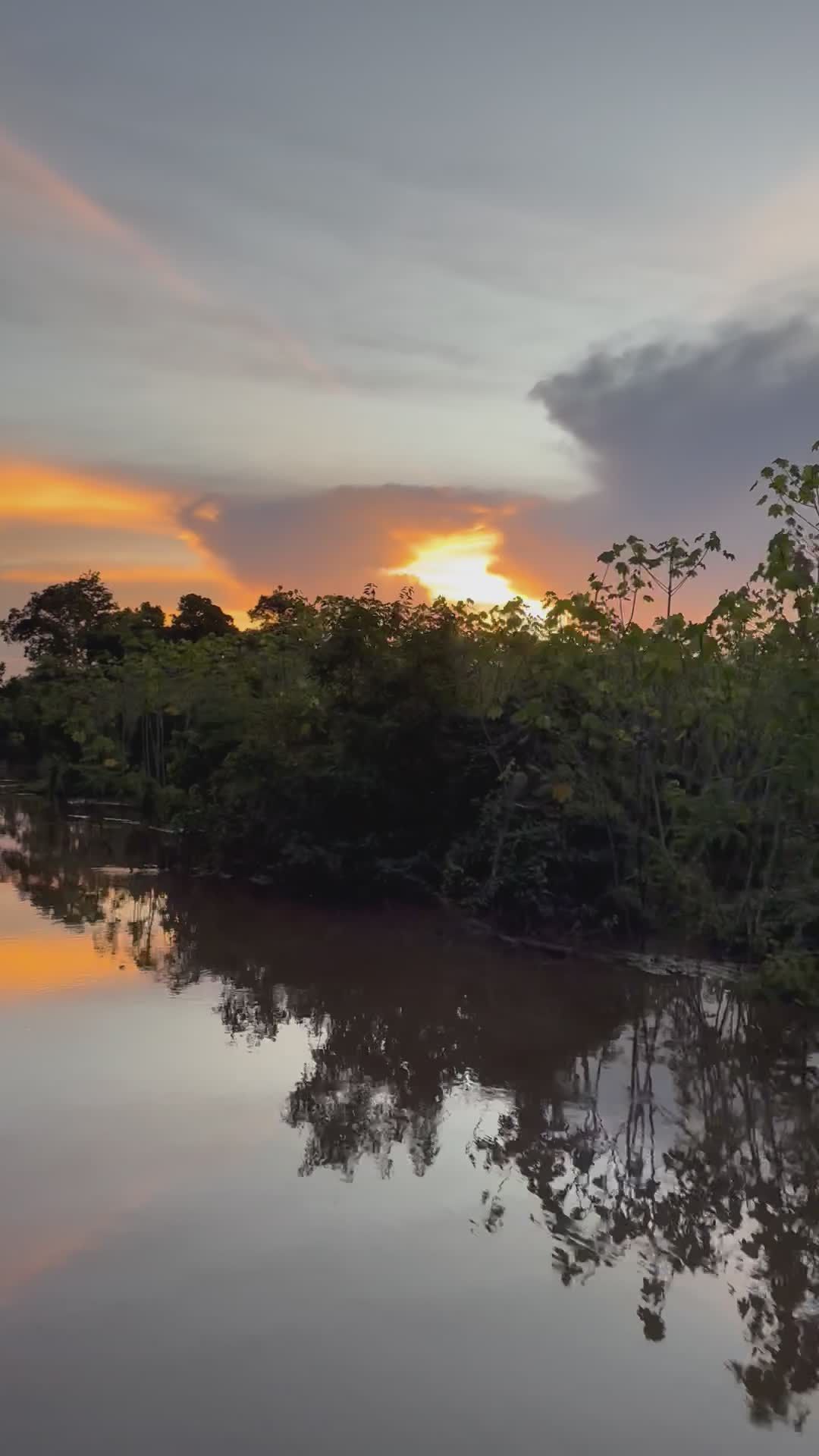 Amazon Jungle Videos Download The Best Free 4k Stock Video Footage