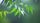 neem
