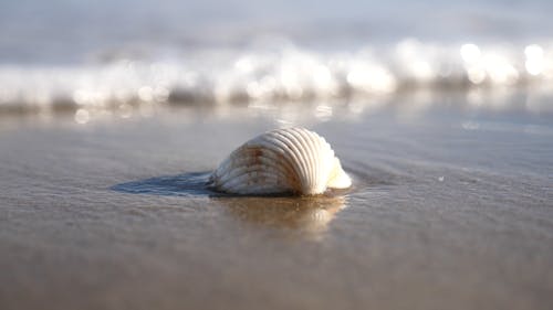 Close Up Footage Of A Shell In The Beach