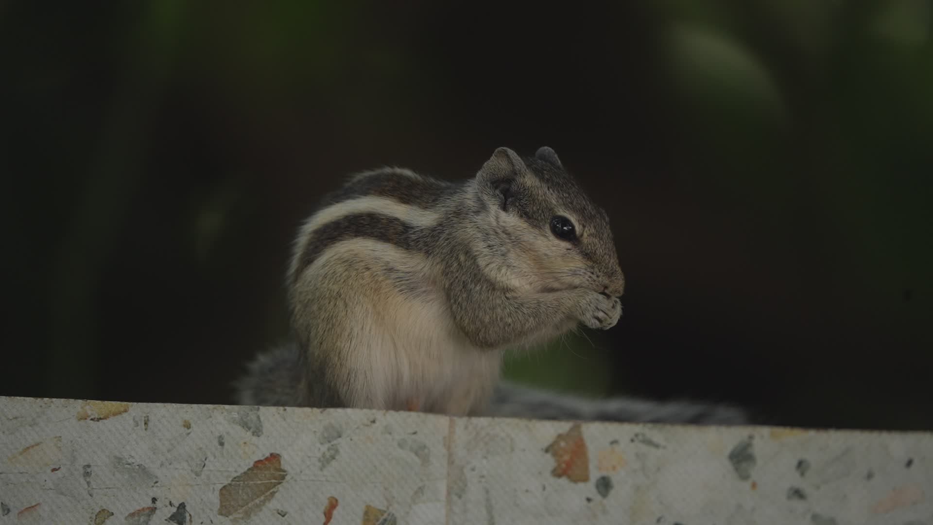 Chipmunk Eating on a Stone Ledge in Nature Free Stock Video Footage ...