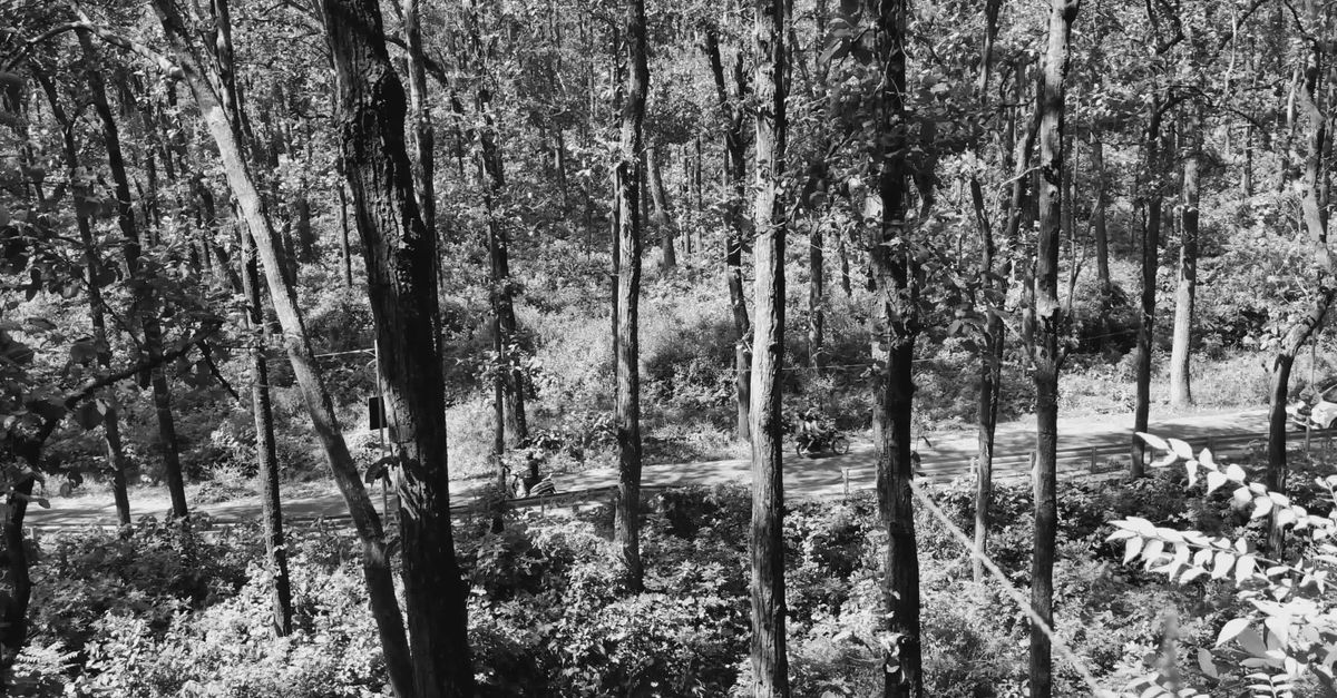 Suasana Hutan Hitam Putih 4 K · Video Stok Gratis