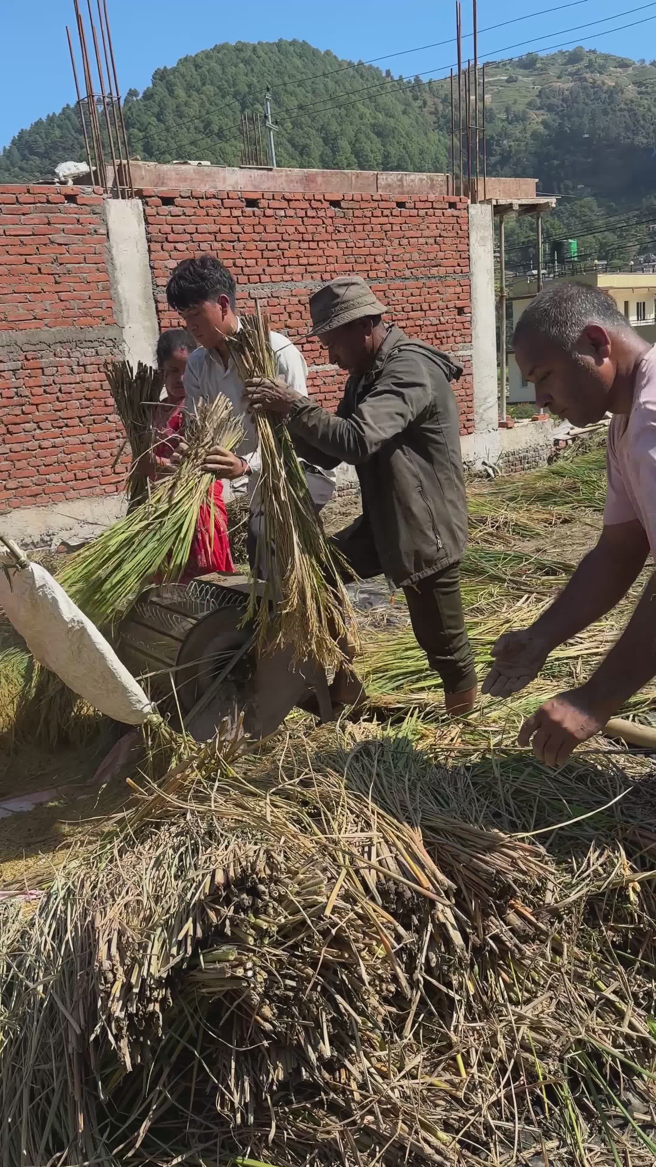 Traditional Rice Harvesting Process Outdoors Free Stock Video Footage ...