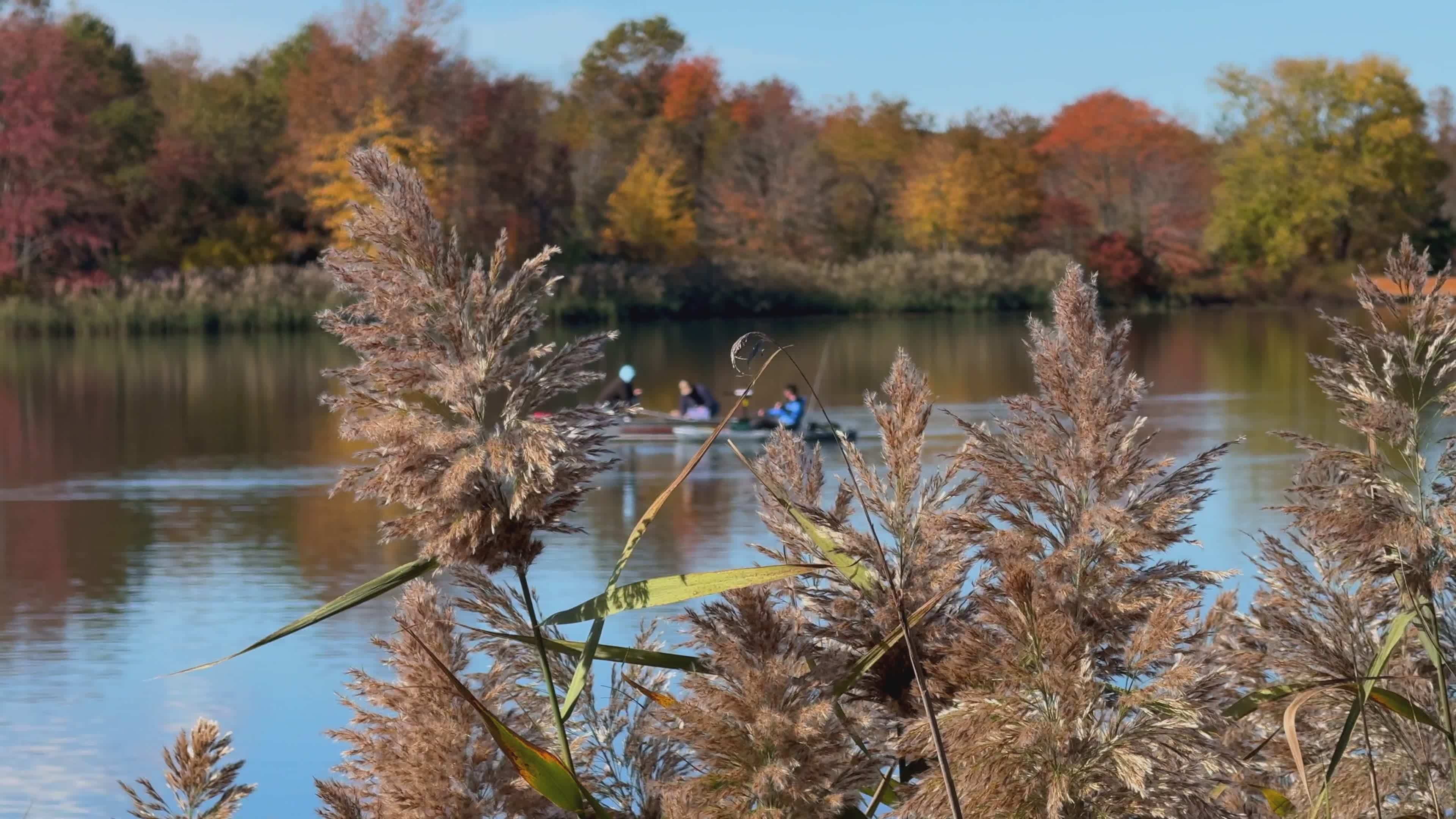 Scenic Autumn Lake with Rowing Team Free Stock Video Footage, Royalty ...