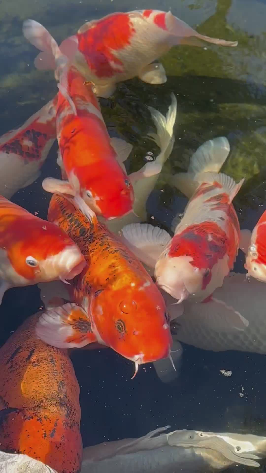 Fish? Videos, Download The BEST Free 4k Stock Video Footage & Fish? HD ...