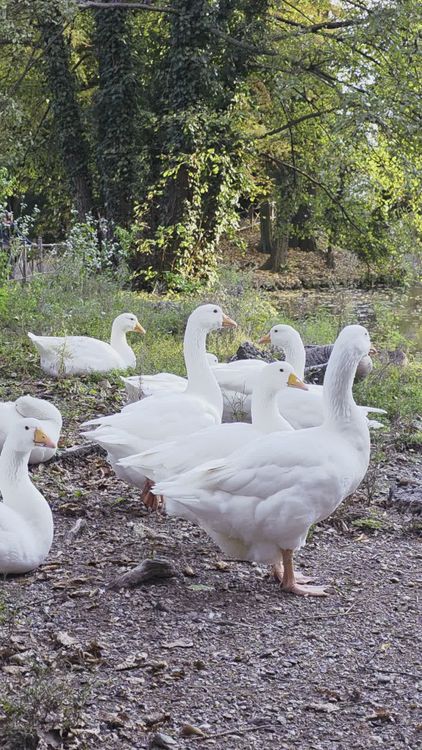 Geese Setting White Geese Resting in Nature Park Setting Free Stock Video Footage ...