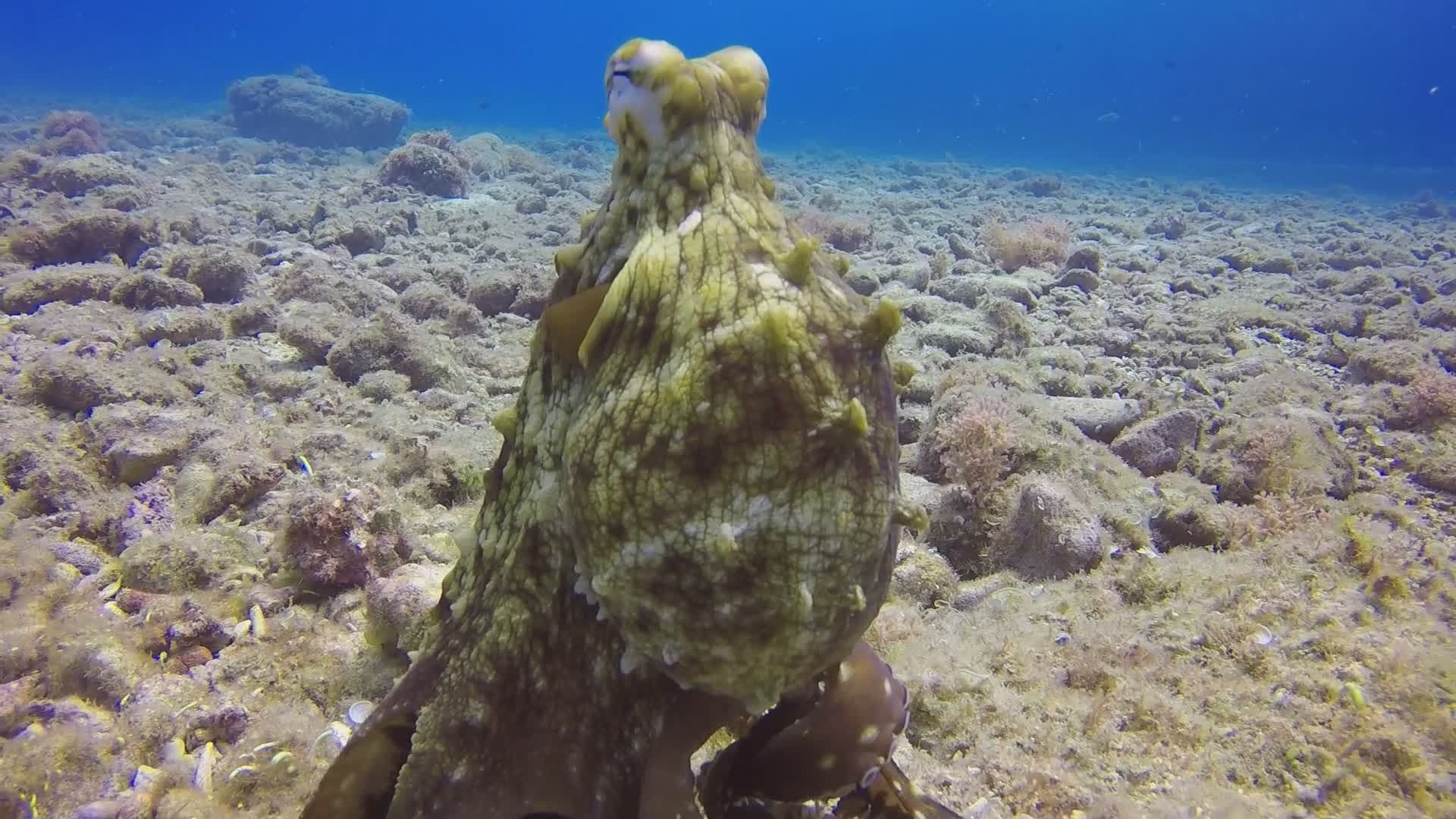 Octopus Camouflage in Underwater Habitat Free Stock Video Footage ...