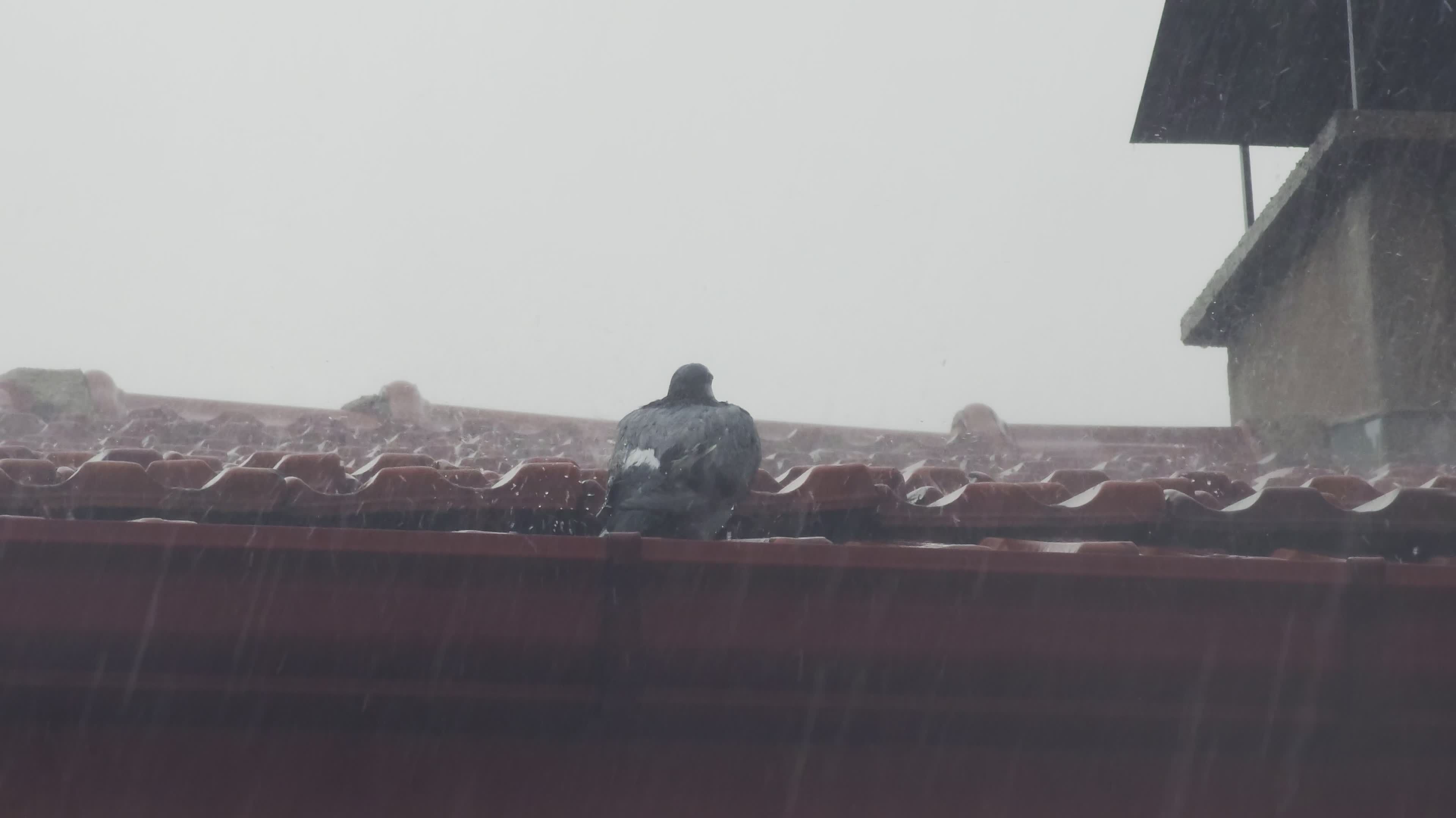 雨中的屋顶上，鸽子正在筑巢 · 免费素材视频